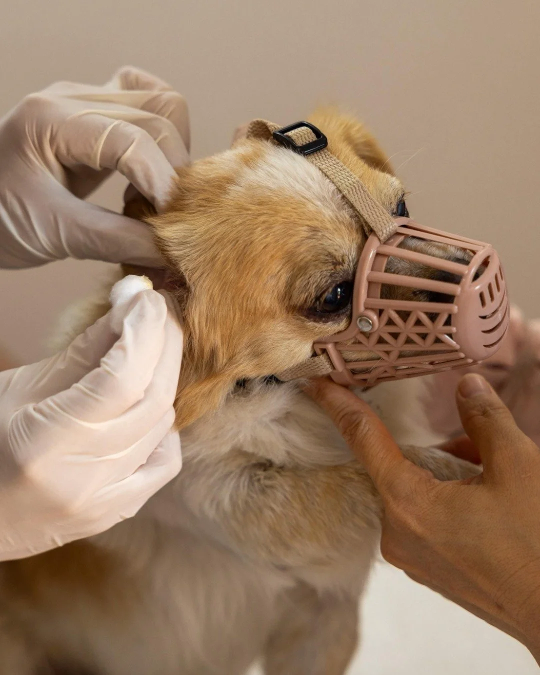 Phase 3 of our Con Dao mission is complete &ndash; and this visit marks another milestone for animal welfare on the island.

With the ongoing support of our amazing partners, we provided vital veterinary care to 17 animals &ndash; 9 dogs and 8 cats &