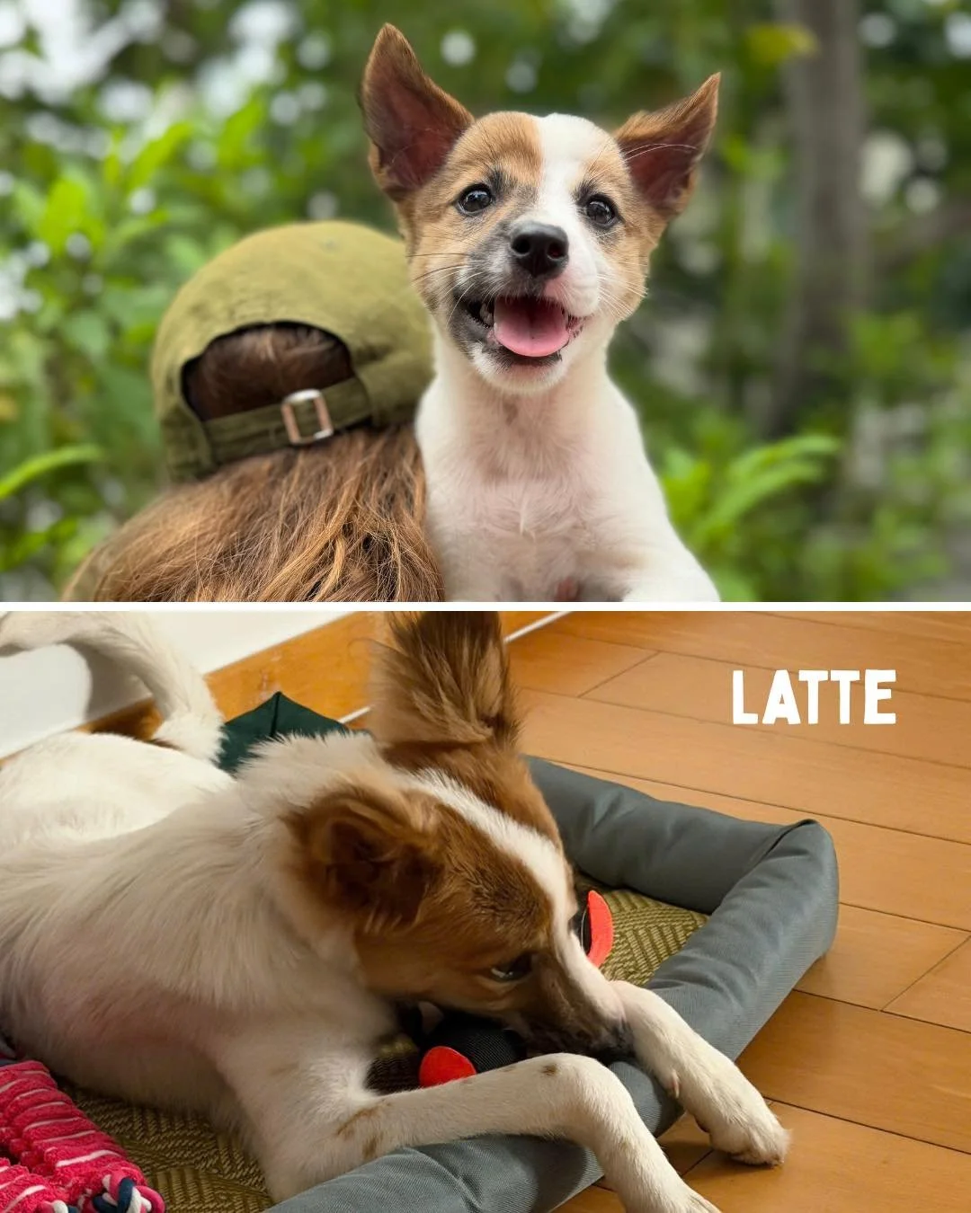 Today is World Stray Animals Day 🌍 and these 8 dogs are living proof of what&rsquo;s possible when a community comes together 🐾🤍 8 dogs. 8 forever homes. One incredible March

But before any of them met their forever family, each one went through 