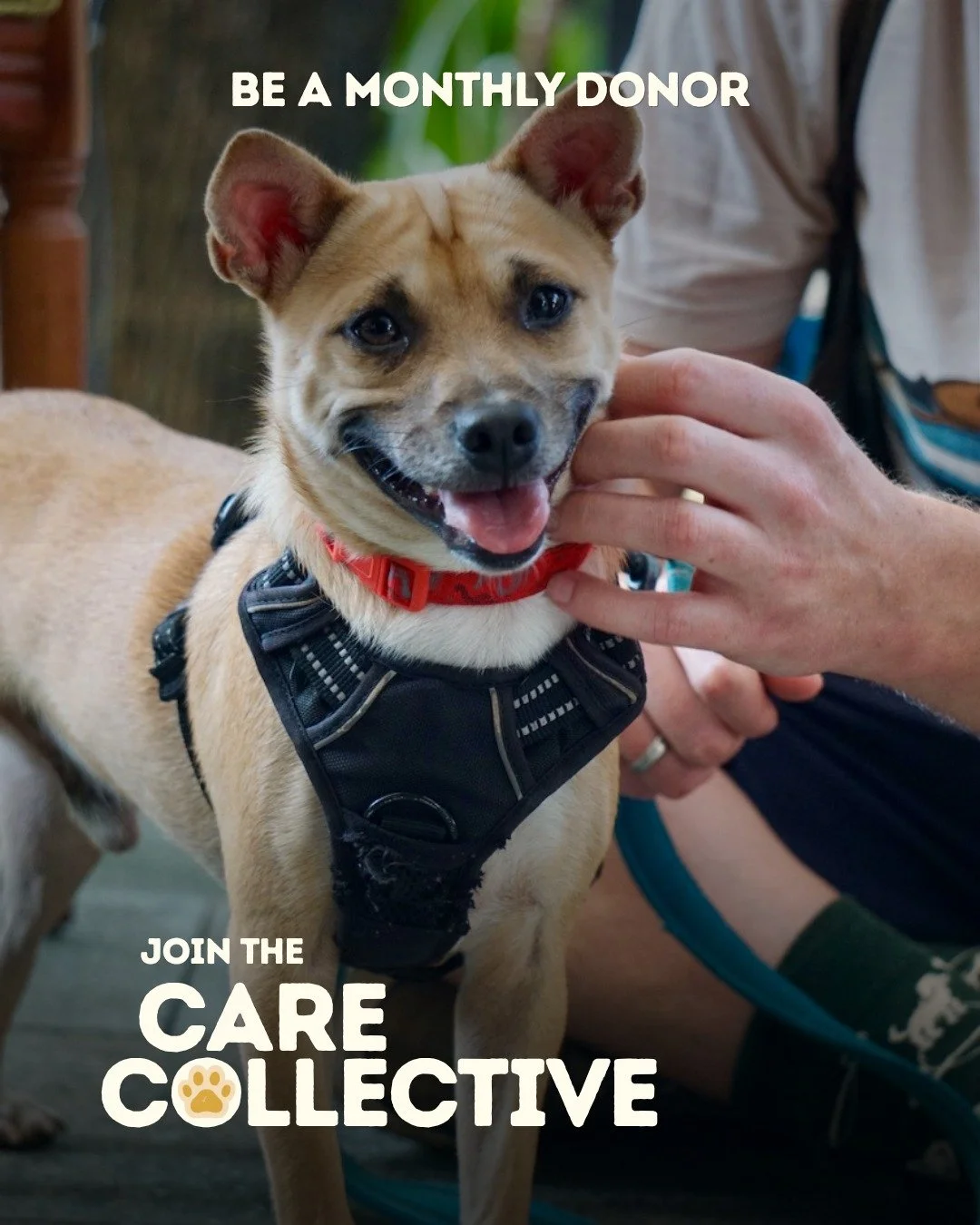 The most powerful thing you can do for a dog in need? Show up every month. 🐾

Every day, 30&ndash;40 dogs call our shelter home. They rely on consistent food, medical care, and daily attention - not just in emergencies, but every single day.

The Ca