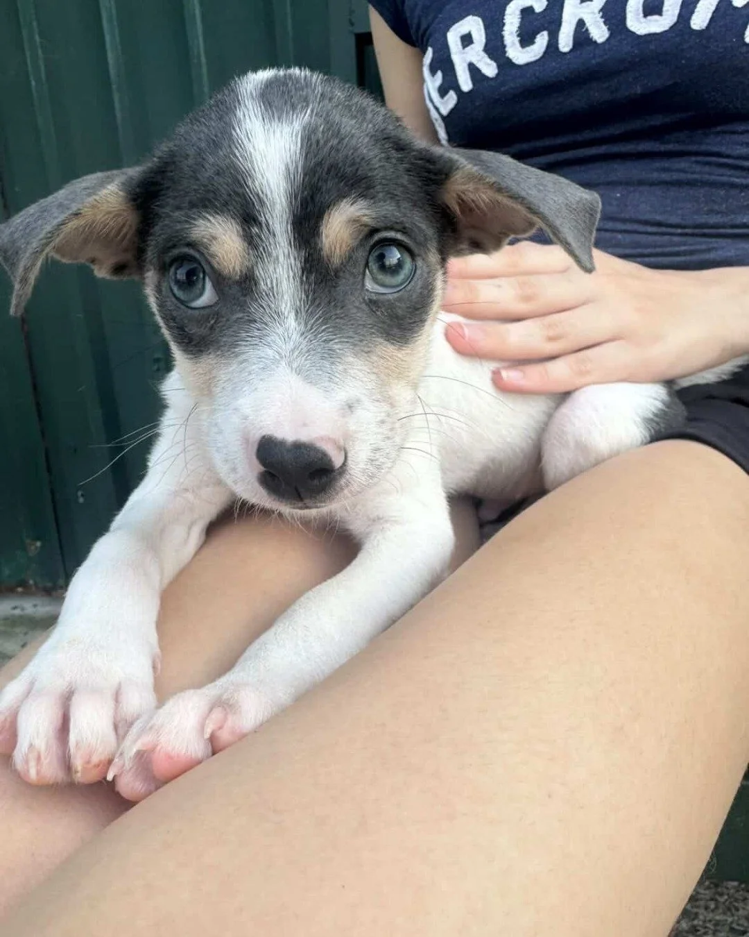 Meet our newest arrival Petey, a calm and gentle little boy with a heart full of love.

Born around January 2026, this sweet pup is already showing a beautifully affectionate and well-behaved nature. He&rsquo;s eager to connect with people and has a 