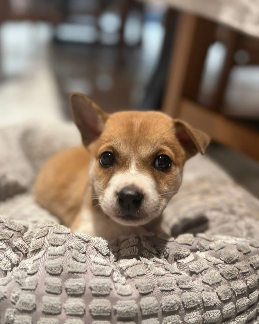 Meet our newest arrival, Pham - a tiny little boy with the sweetest, most joyful nature.

Born around early March 2026, this brave pup has already been through more than any puppy should. Found alone in a rough condition and covered in ticks, Pham wa