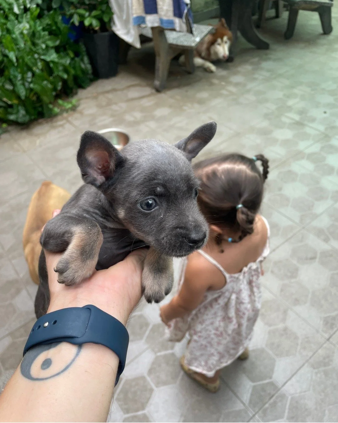 Maddi&rsquo;s Story &ndash; Part 1: The Beginning

Maddi was born alongside her siblings under tragic circumstances - their mother passed away while giving birth, and the pups were left vulnerable, and without the one thing they needed most.

A call 