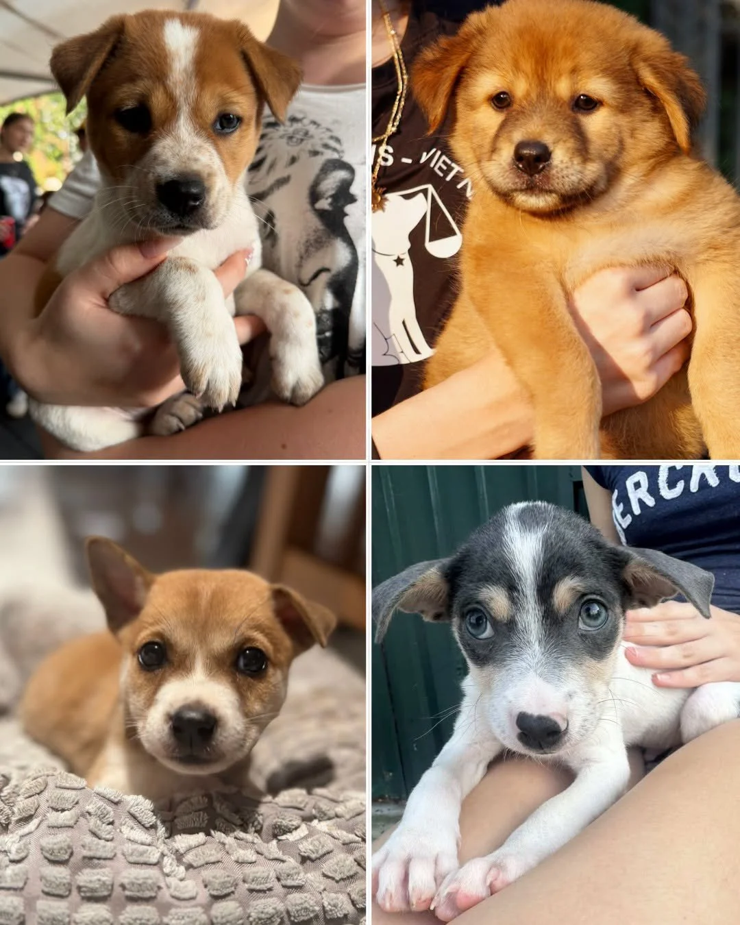 🚨 PUPPY FOOD NEEDED 🚨
We have had an influx of small arrivals and in desperate need of Puppy Food.

How to help now:
➡ Join the Care Collective: Support us monthly and help us cover these unknown costs
➡ One Time Donation: Donate via lawsforpawsvie