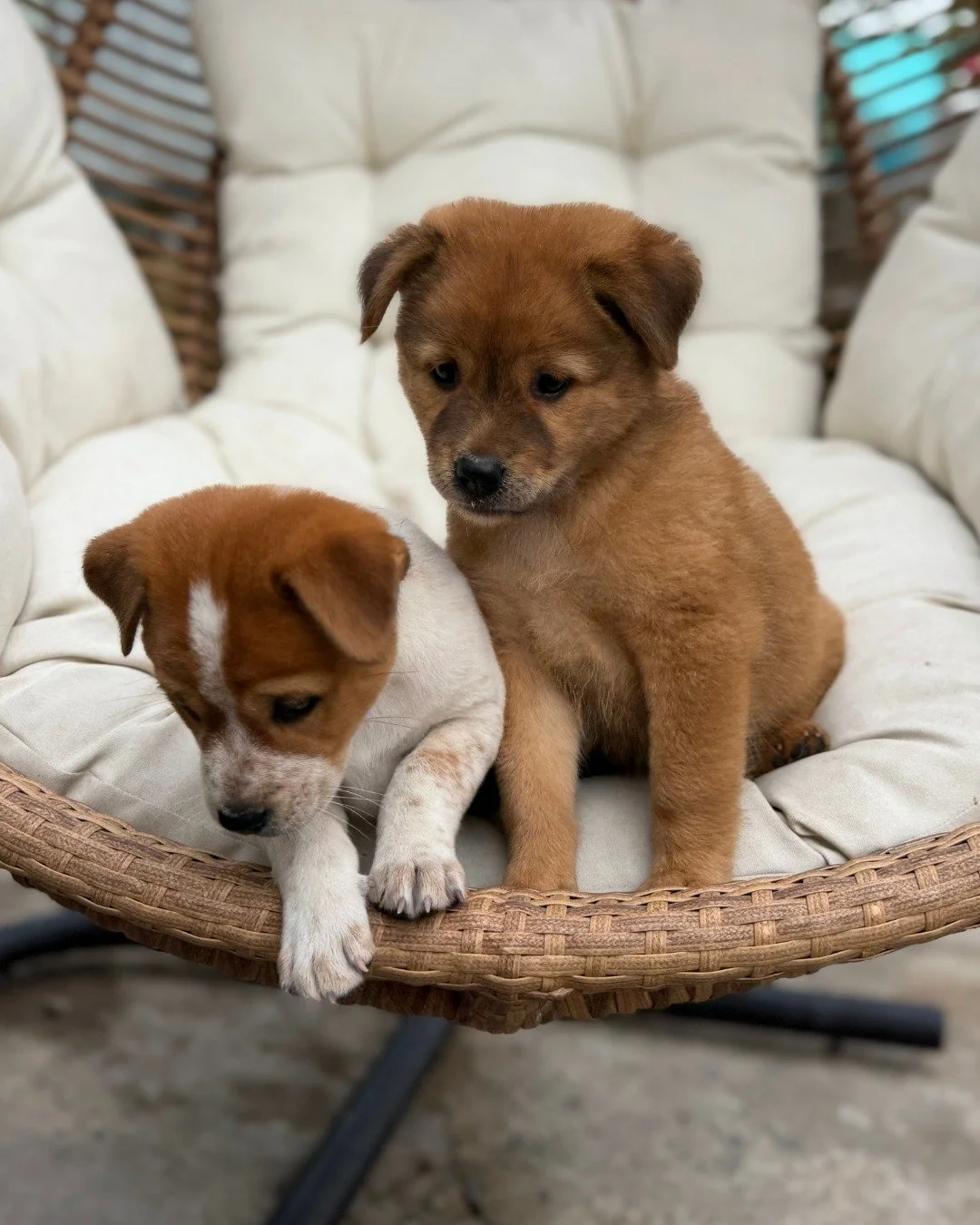 Meet Racey and Speedy - two beautiful sisters who were given a second chance just in time.

When one of the vets at our partner clinic discovered they were to be sold for dog meat, she stepped in without hesitation - giving them the future they deser