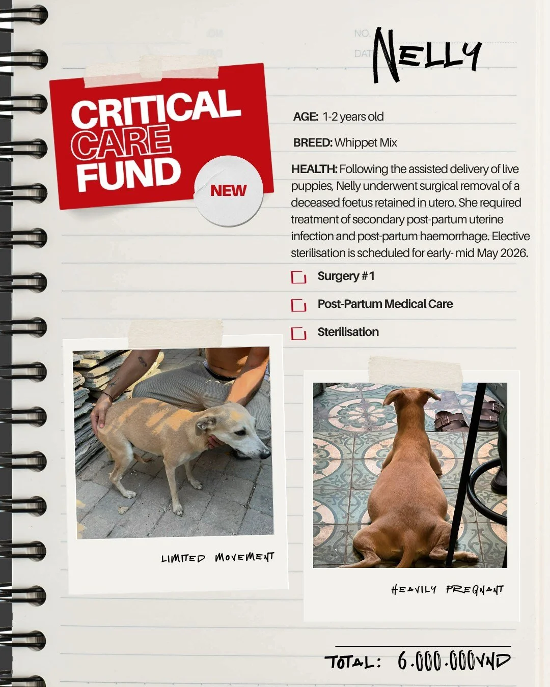 Introducing Case #002: Nelly. 🐾

Nelly is a 1.5-year-old whippet mix who was rescued while severely pregnant and in a life-threatening condition. She required emergency intervention to deliver her puppies and survive serious post-birth complications