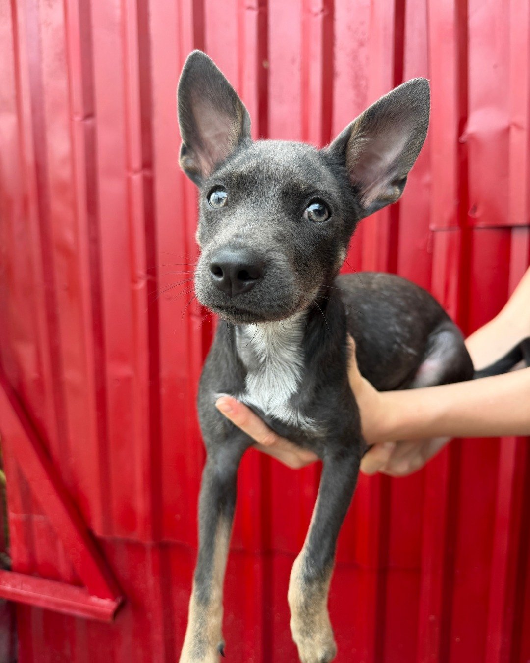 Maddi&rsquo;s Story &ndash; Part 2: Getting Ready

As Maddi grew stronger, she moved into shelter care, where the next part of her journey began and she started to learn how to be a dog in the world around her.

At first, everything was unfamiliar - 