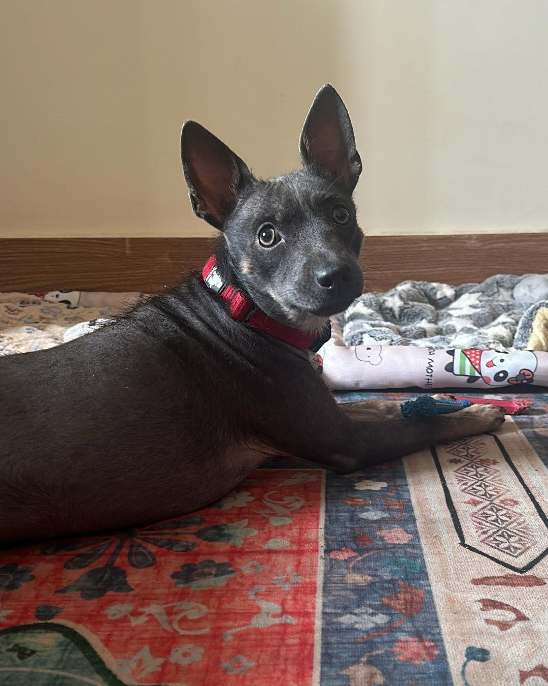 Maddi&rsquo;s Story &ndash; Part 3: A New Chapter

During a holiday foster stay, Maddi reached a new turning point in her journey.
She continued to show just how much she had grown - confident, friendly, and comfortable meeting new people and settlin