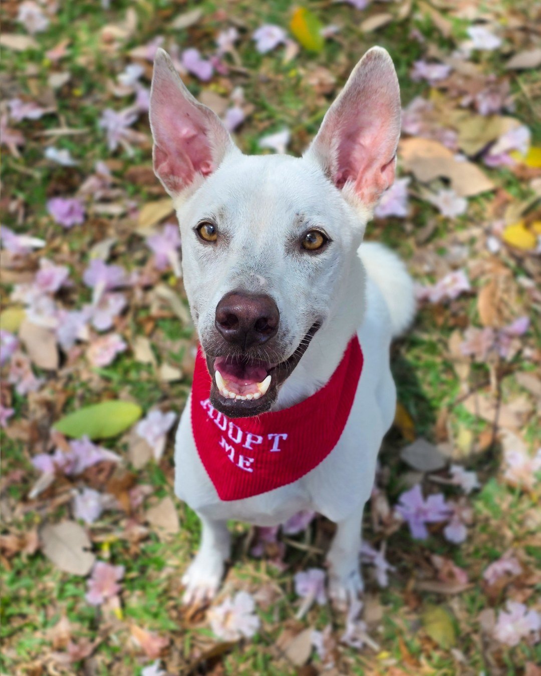 Meet Salt, a gentle and resilient boy with a big heart.

Salt was found as a 2-month-old puppy abandoned in a park in District 7 during the COVID-19 pandemic in 2021. He was lucky to be adopted soon after, but two years later, due to unforeseen life 