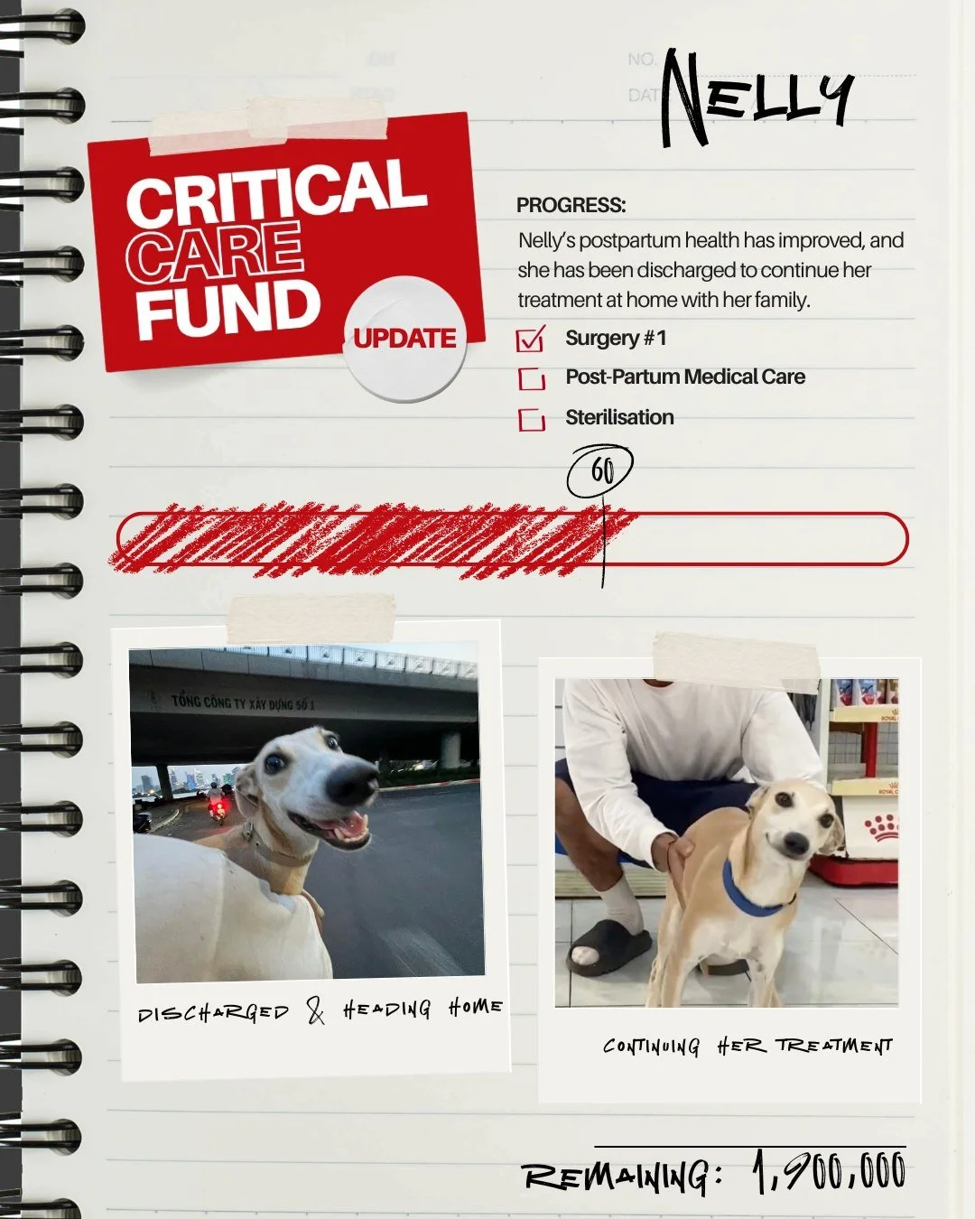 Update on Case #002: Nelly. 🐾

Nelly has made incredible progress since her rescue while severely pregnant and in critical condition. Thanks to immediate intervention, she is recovering from life-threatening postpartum complications and continues to
