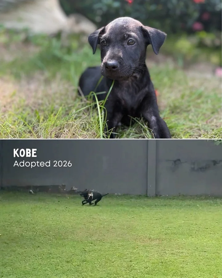 From rescue to forever - these are the moments that make it all worth it. 🐾

This &lsquo;Adopt a Shelter Pet Day&rsquo;, we&rsquo;re celebrating the joy, freedom, and second chances that come with giving a shelter dog a place to call home - and the 