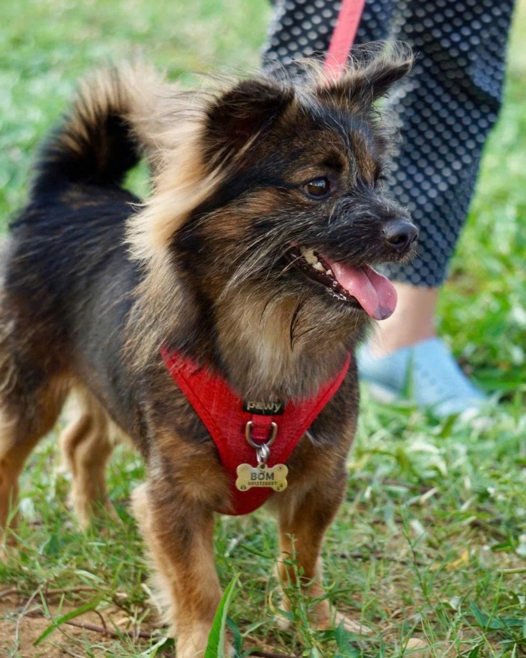 It is with the heaviest of hearts that we share the news of Comet's passing
Known and so deeply loved as Bom by his family, he passed away suddenly and tragically last week after ingesting poison. Adopted in October 2025, he filled his forever home w
