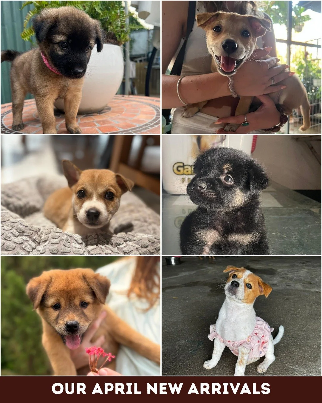 April has been busy.
Six new pups in four weeks 🐶

That&rsquo;s six tiny arrivals, each one needing immediate care from day one:
&bull; 6 first vaccines
&bull; 6 flea &amp; tick treatments
&bull; 6 deworming treatments
&bull; 6 blood test panels (pa