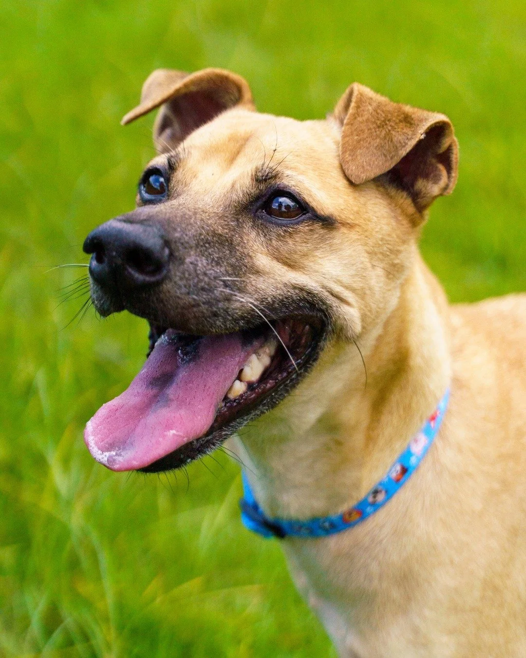 Meet Frank, a sweet and easy-going boy who&rsquo;s ready to be your perfect everyday companion.

Frank is the kind of dog who fits right into your life. Whether it&rsquo;s joining you for a relaxing walk, lounging at home, or curling up beside you fo
