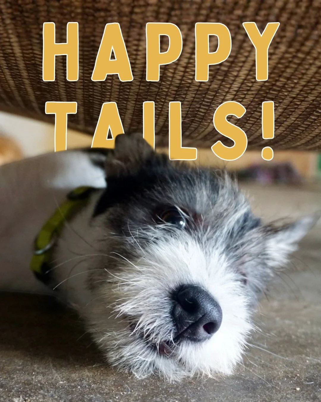 April has not slowed down at the shelter! 

Tiny new arrivals, successful adoptions, and education for a compassionate future in action, there&rsquo;s so much to celebrate this month.

👉 Catch the full April Happy Tails blog via the link in our bio,