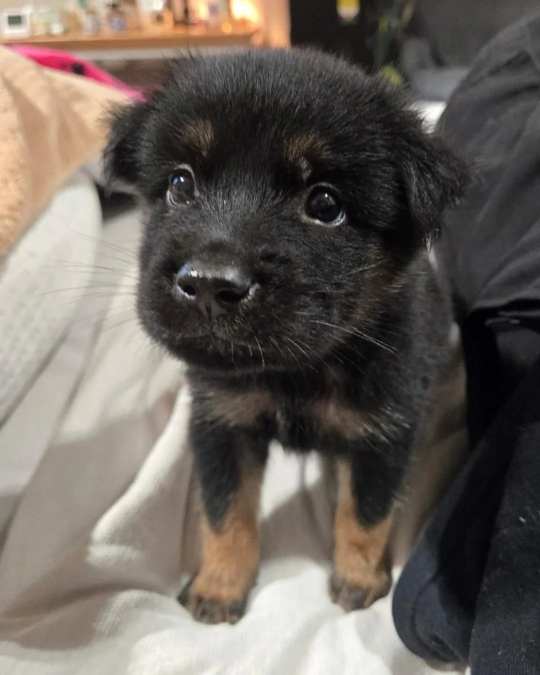 Meet Carlos - a fluffy little teddy bear with the sweetest personality. 🐾

Born around the end of March 2026, Carlos was found alone in a box near Snap Cafe by one of our adopters, Hiiro, who thankfully stopped to help. Covered in waste and far too 