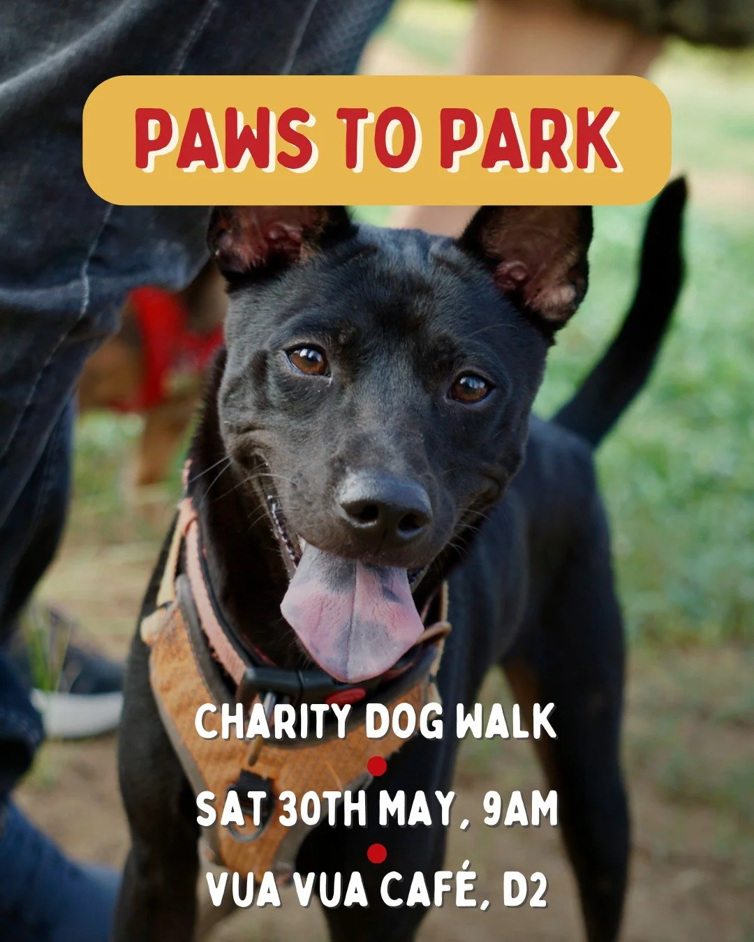 Paws to Park is back 🐾☀️ Join us for a morning of dog walking through Thao Dien led by expert Mark from @dogwalkersinthaodien 

📣 Please note we have corrected the event time from our previous post. The walk starts at 9AM not 3PM. We apologise for 