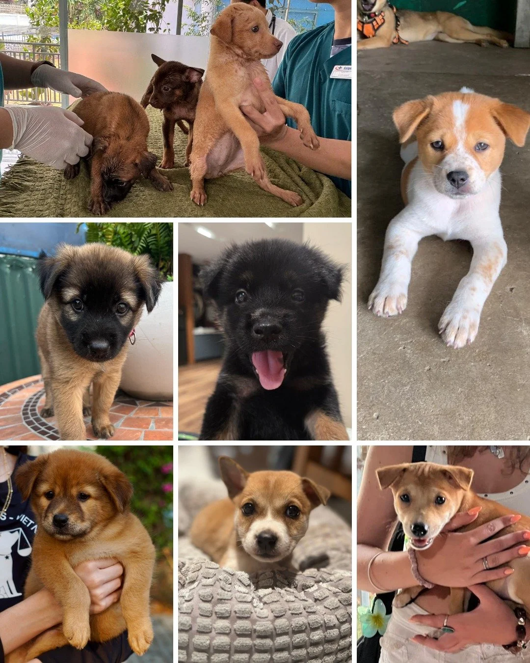 April brought 6 new puppies. May has already brought 3 more. And 4 adult dogs are waiting to join us before the month is out 🐾
Here is what that means in real terms.
18,000,000 VND in initial care for our puppies alone. Vaccines, bloodwork, parasite