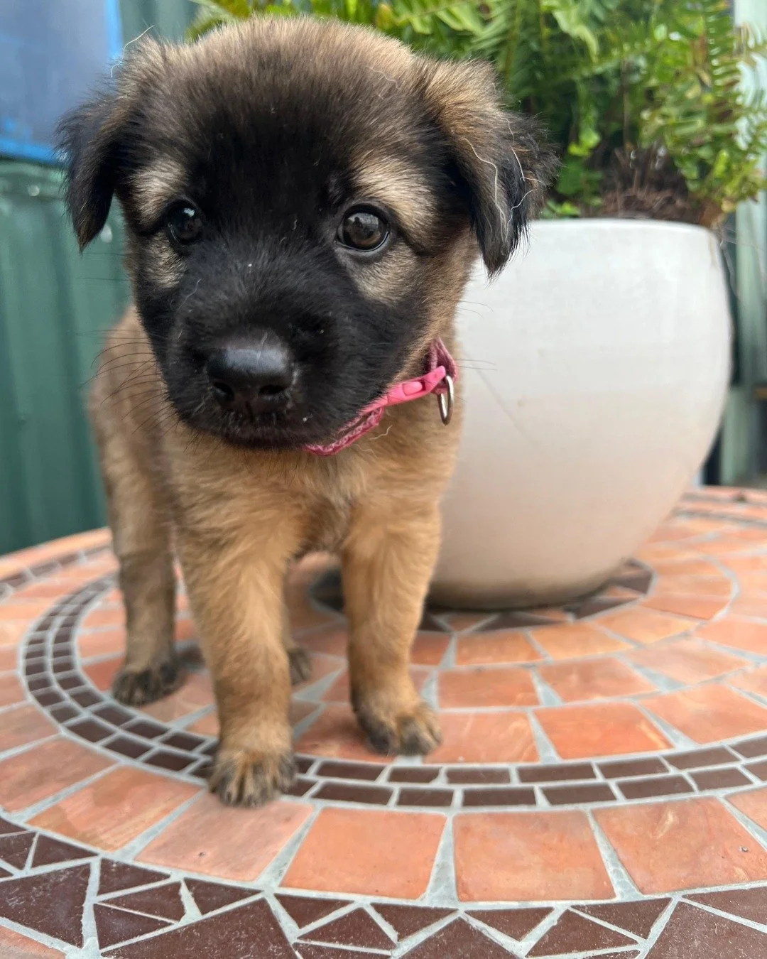 Meet Bouncer - a fluffy little sweetheart with the happiest personality. 🐾

Born around February 2026, Bouncer came to us through an unexpected connection when a delivery driver reached out for help after finding himself unable to care for her. His 