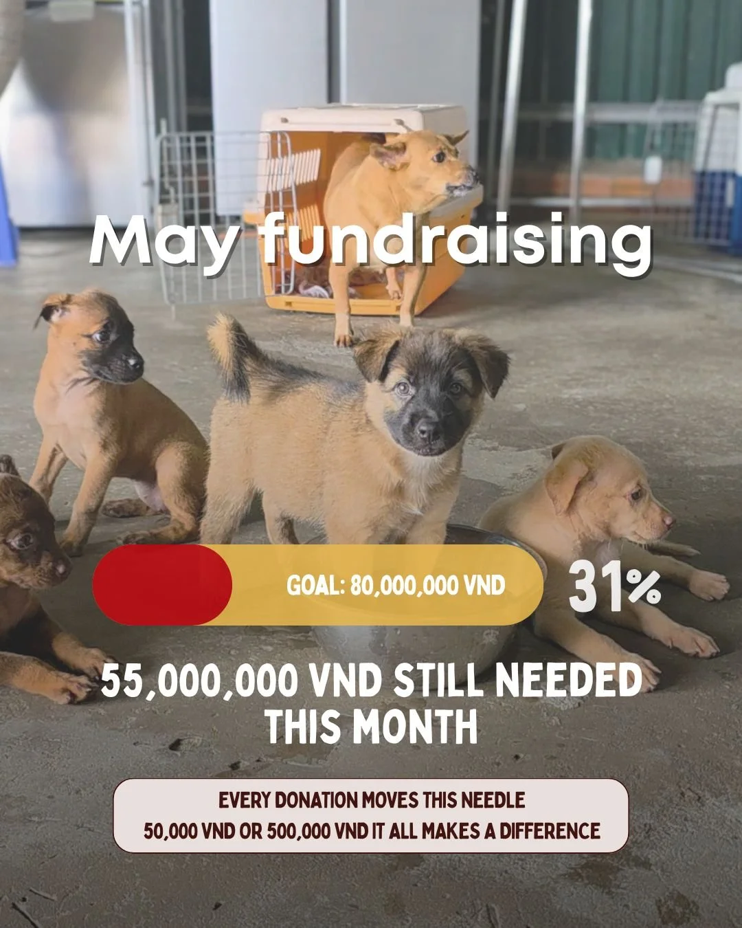 May fundraising update 🐾
25,000,000 VND raised. 31% of our goal. Thank you so much to everyone who has donated so far 🤍

We still need 55,000,000 VND before the end of May to cover the care of all the puppies and dogs who have come to us this month