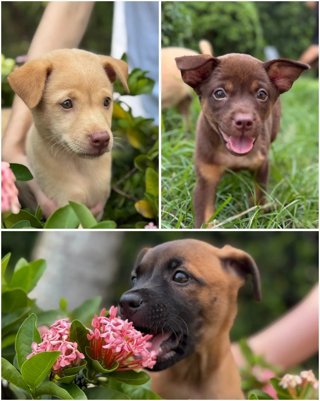 Meet Lina, Mina &amp; Rina - three sweet little sisters looking for loving homes. 🐾

Born around late March / early April 2026, the girls had a heartbreaking start to life. After their owner decided only the male puppies would be kept, Lina, Mina an