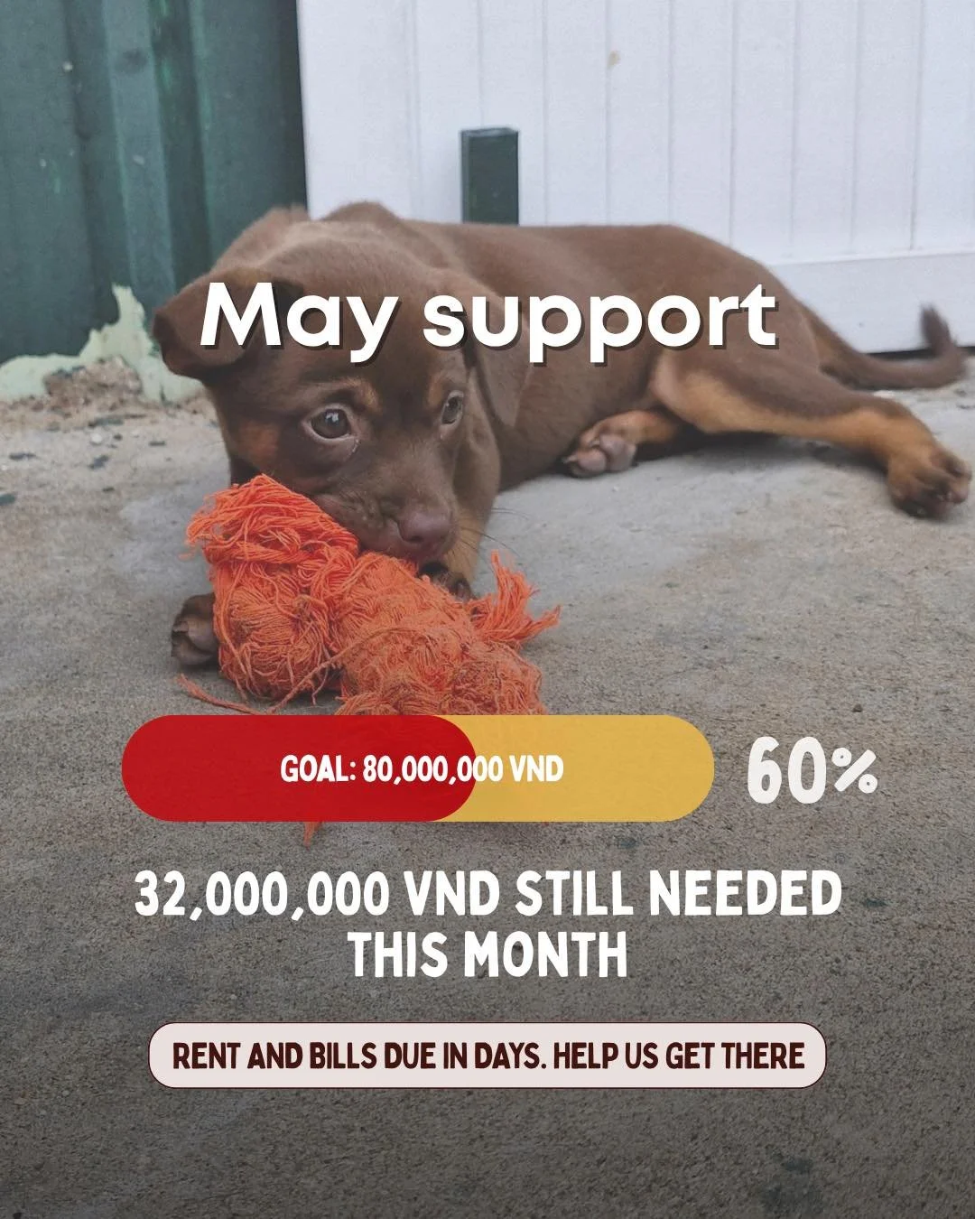 May fundraising update 🐾 Vietnamese Below 👇 

48,000,000 VND raised. 60% of our goal. Thank you so much to everyone who has donated so far 🤍

But we still need 32,000,000 VND and our rent and bills are due in just a few days.

We have outstanding 