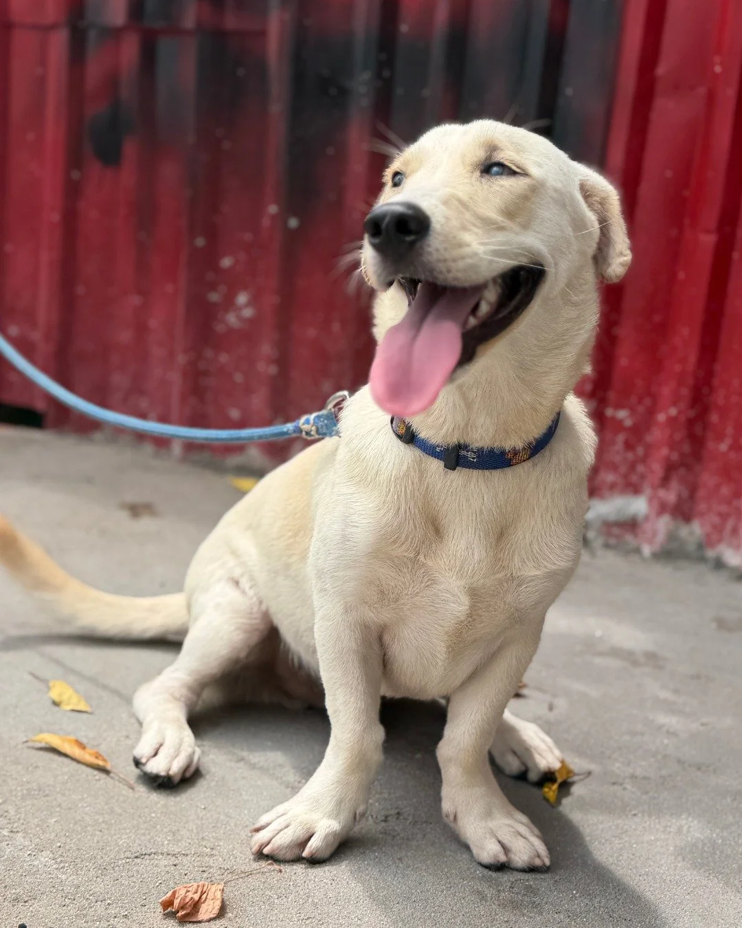 Meet Seeker 🐾💛

Seeker came to us after a serious injury left him permanently blind in one eye. Kind neighbours stepped in, got him the care he needed and gave him a second chance.

And he has not looked back since.

In true Labrador fashion, Seeke