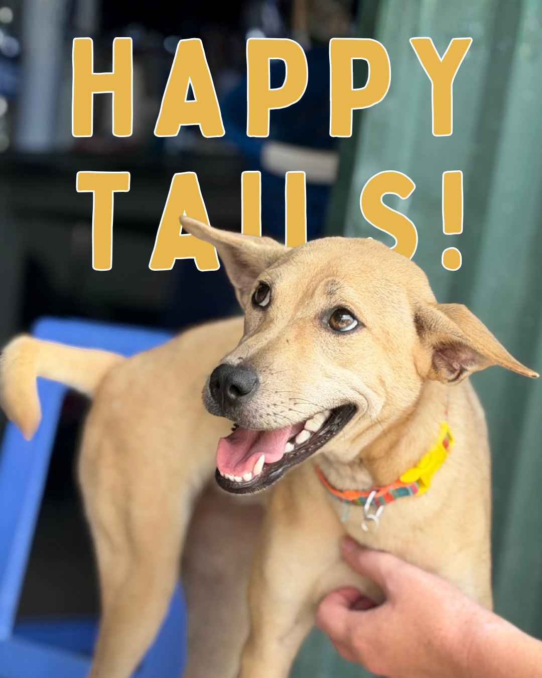 May Happy Tails