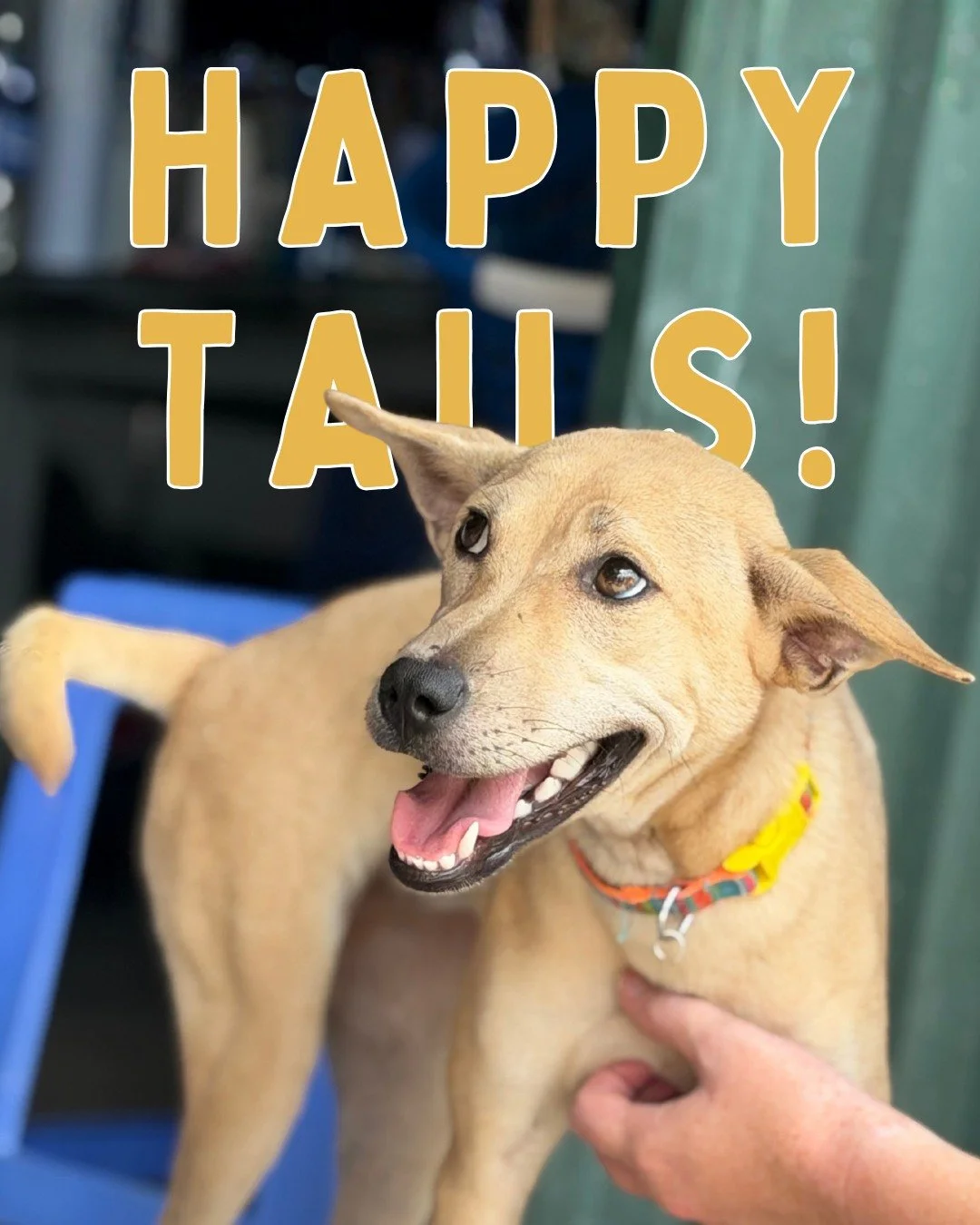 May edition of the Happy Tails blog dives into new arrivals, forever homes, education and community - there's so much to celebrate this month.

👉 Catch the full May Happy Tails blog via the link in our bio, our stories, and website!

💌 Comment HAPP
