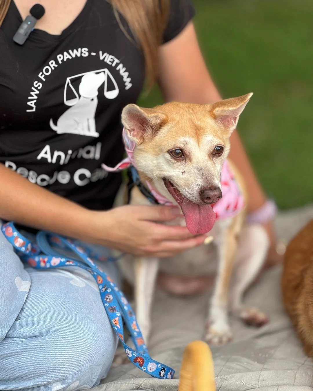 Meet Kiki 🐾💛
Kiki has been with us for a few years after being found wandering the streets with a serious neck wound. Thanks to kind rescuers and dedicated care, she recovered fully and has been waiting patiently ever since for her forever home.

N
