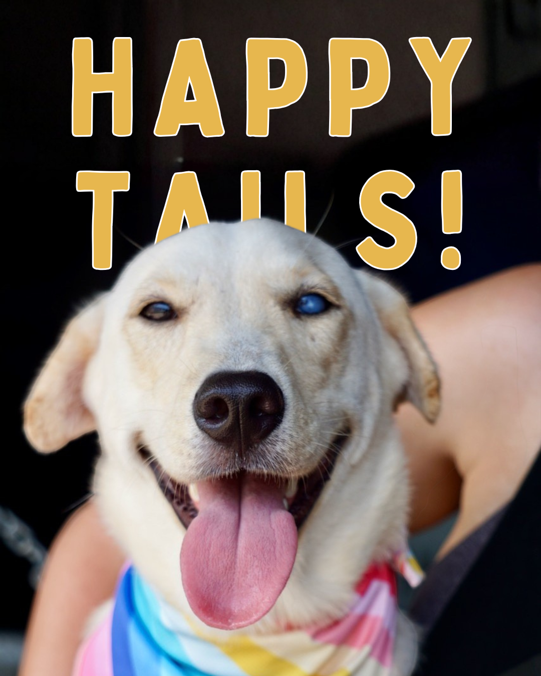 June Happy Tails