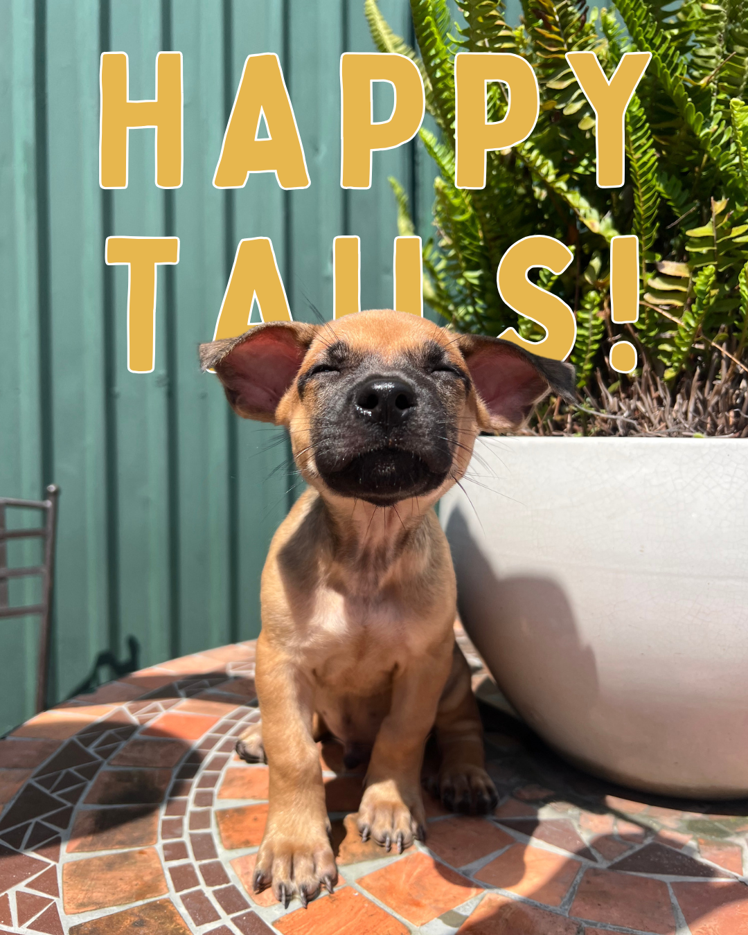 July Happy Tails
