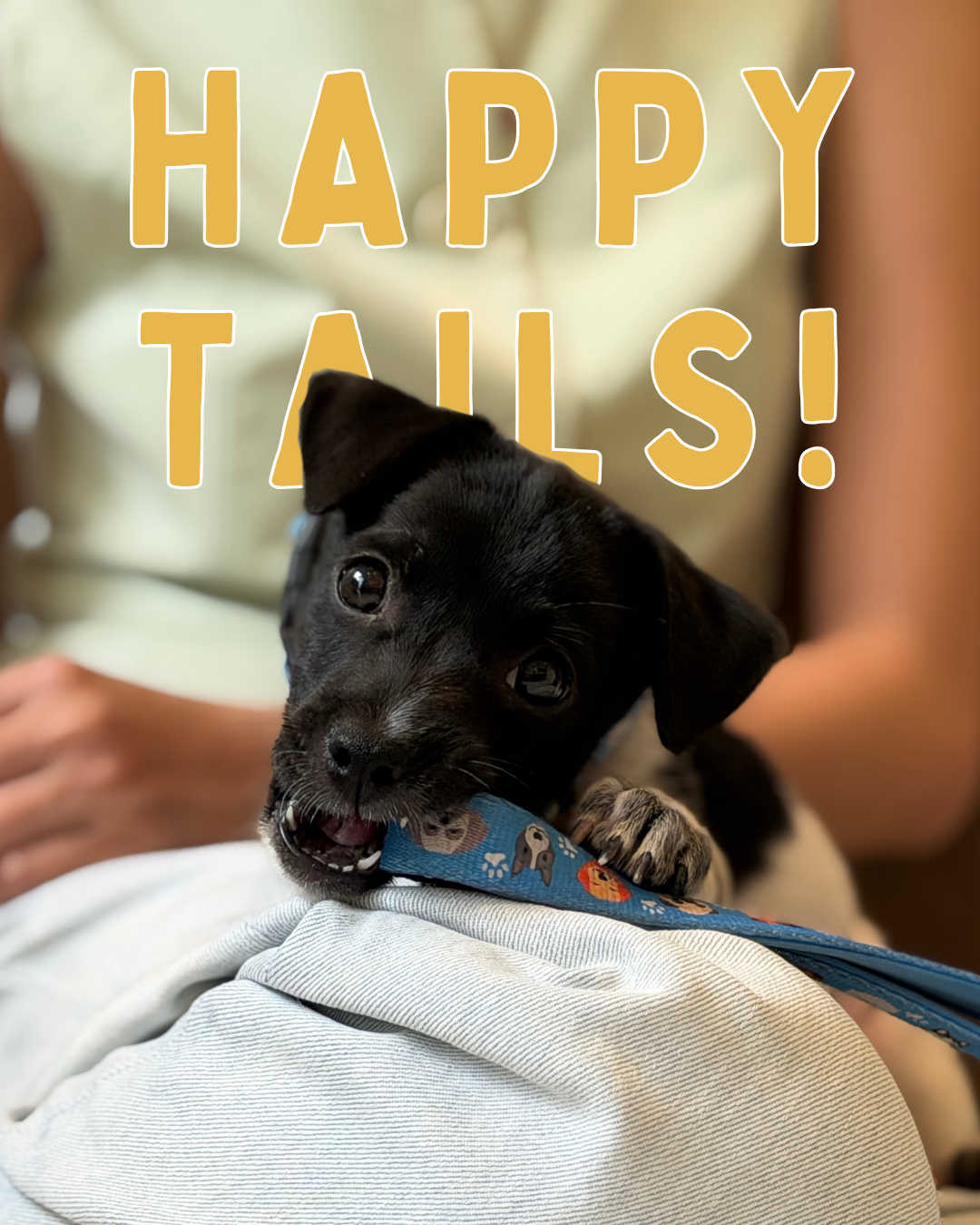 August Happy Tails