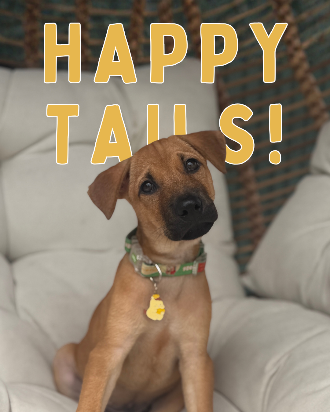 September Happy Tails