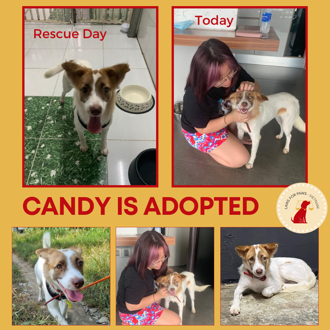 Candy's Adopted — Laws For Paws Vietnam