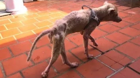 Hidden Horrors documentary