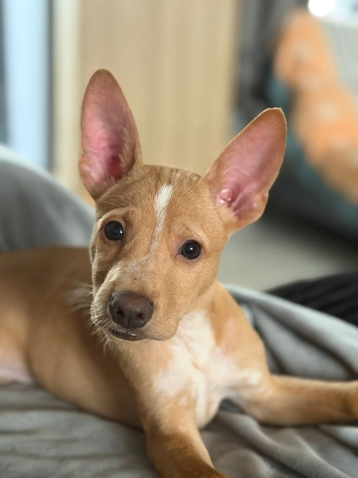 WhatsApp Image 2025-11-11 at 12.56.36 PM.jpeg