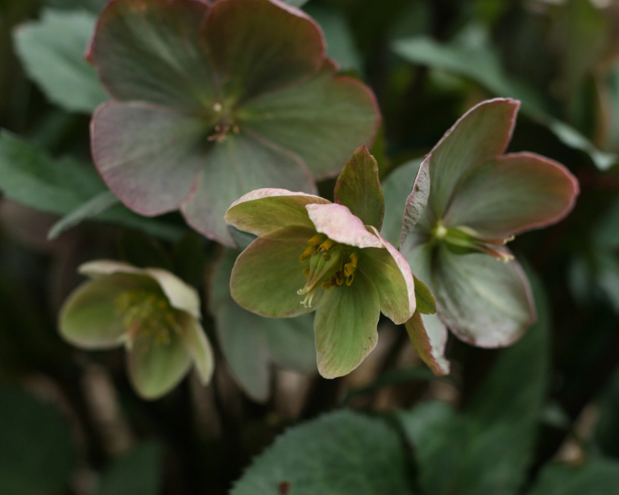 Datura Flower Essence — Moonlit Botanicals