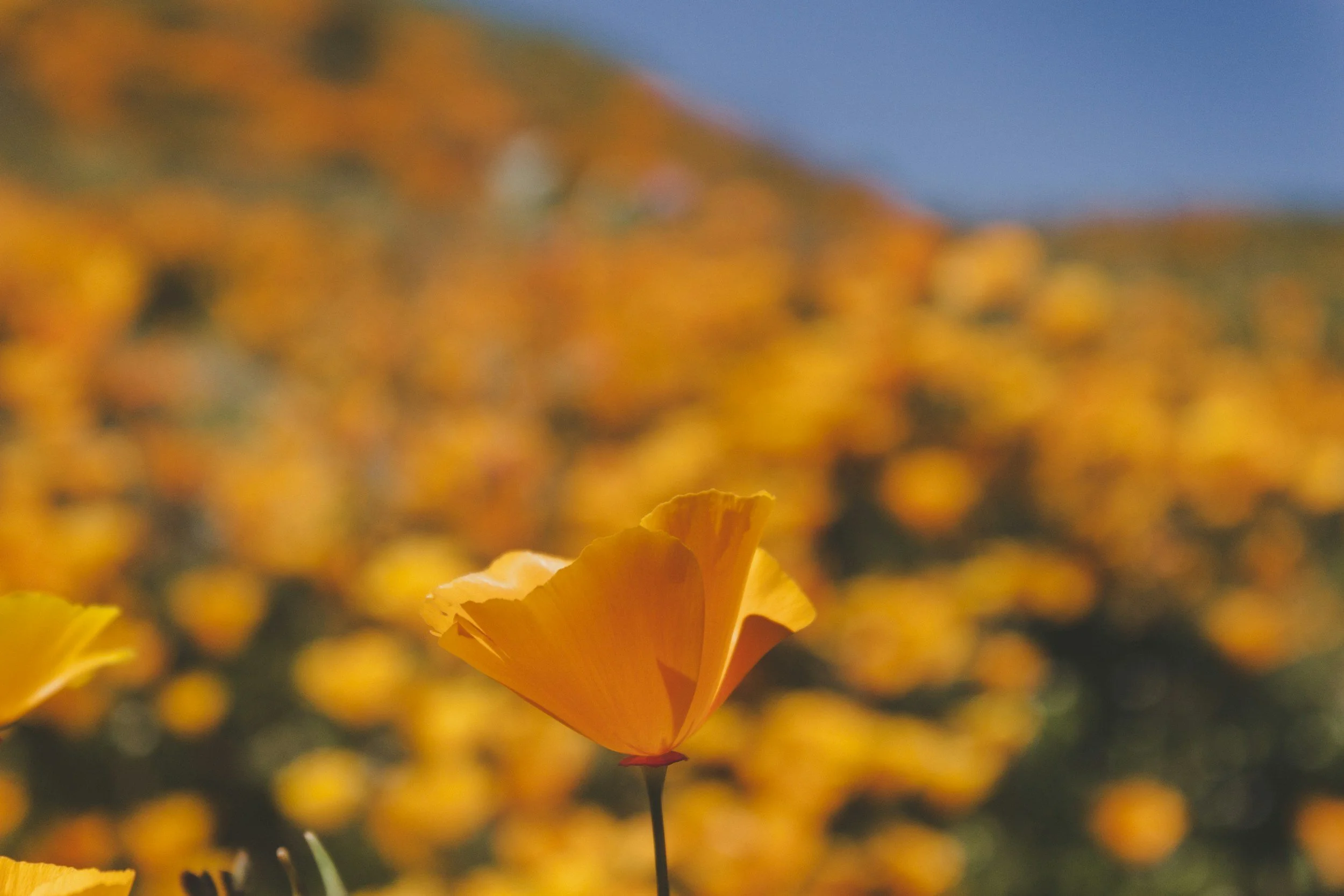 Close-up of an orange poppy flower with a blurred background of many orange flowers and a blue sky.
