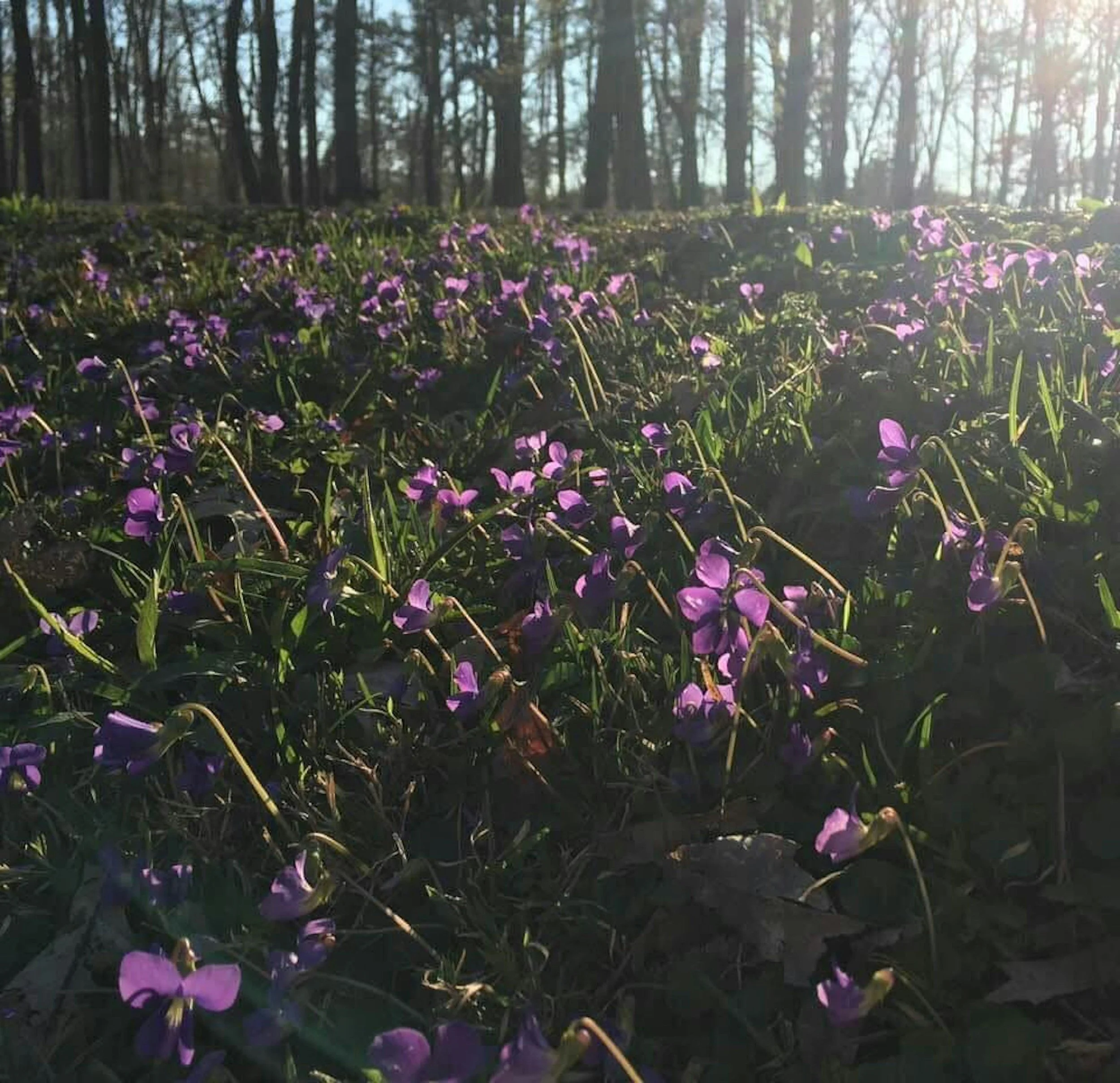 Purple wildflowers in a forest clearing with trees in the background and sunlight shining through.