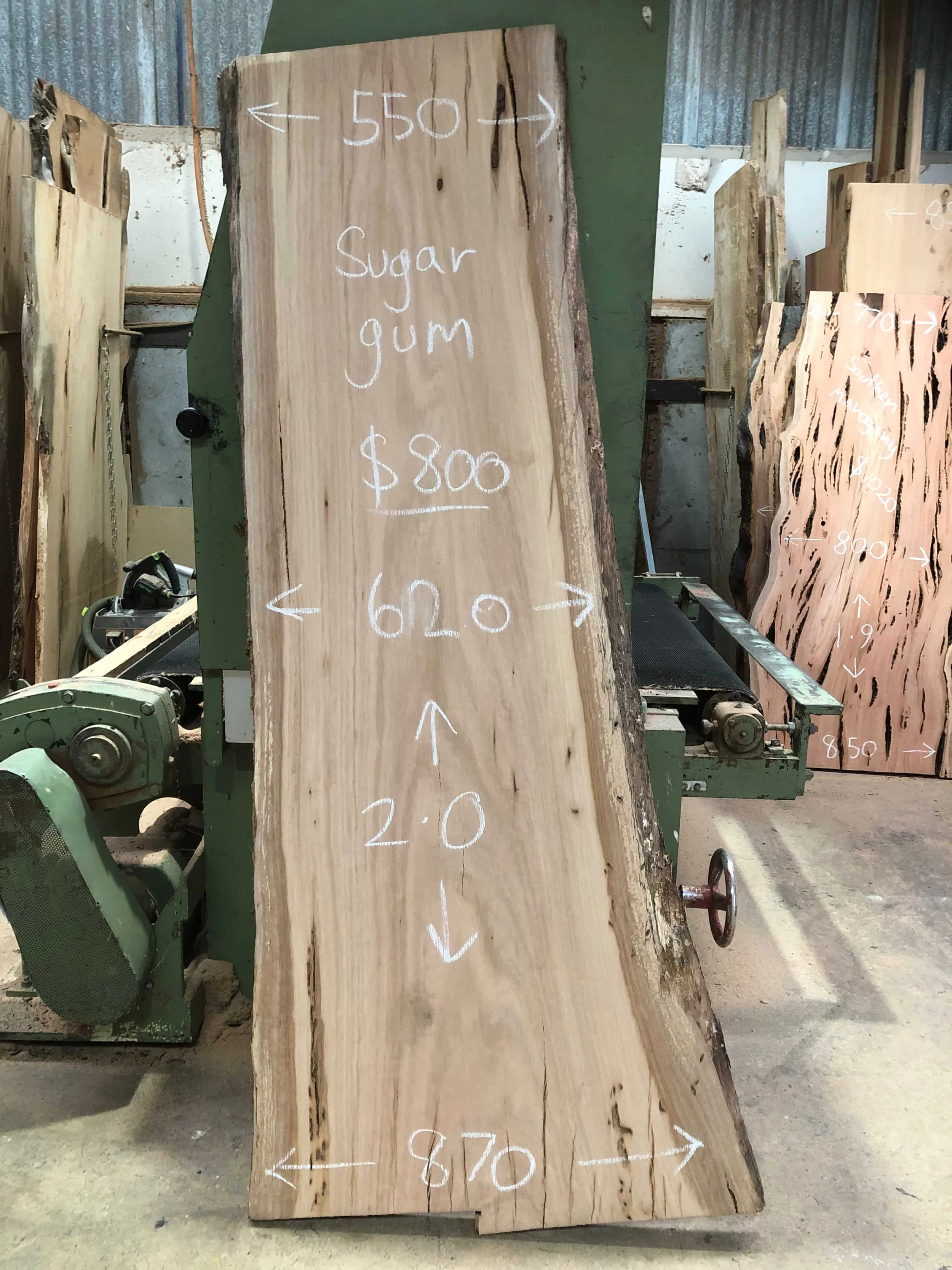 Sugar Gum  26JAN23