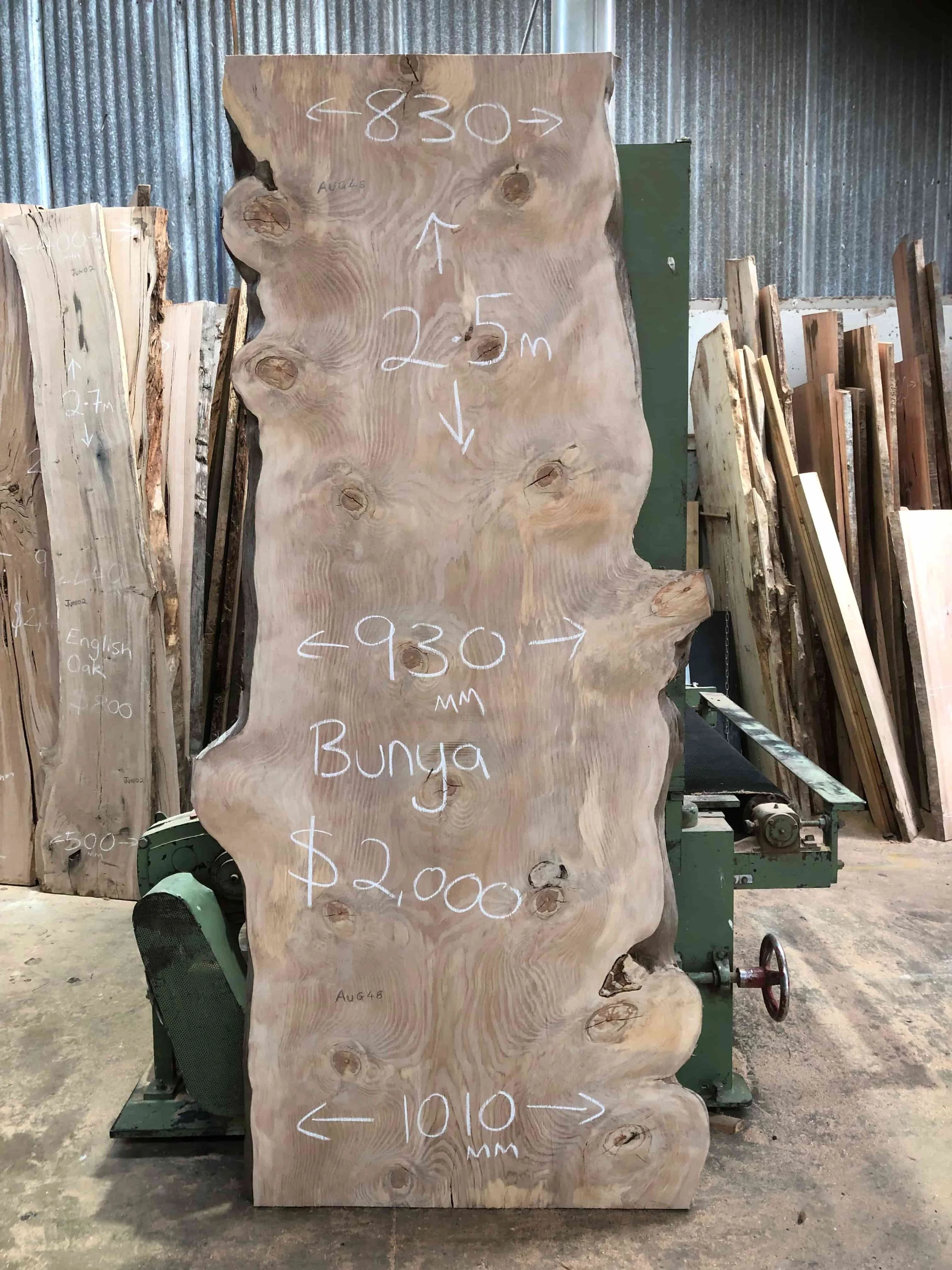 Bunya Pine AUG48