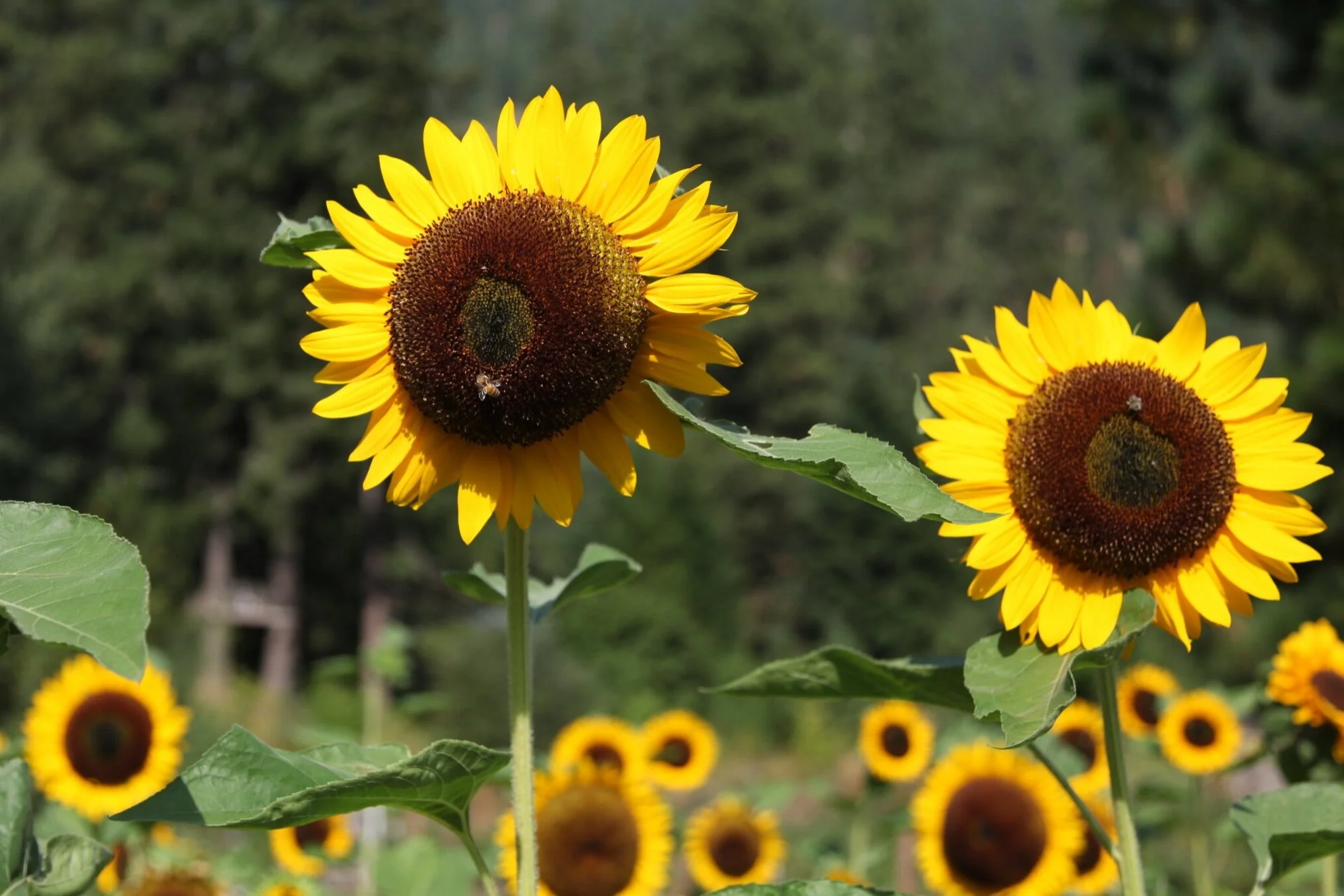 Our Story — Roots Produce and Flower Farm