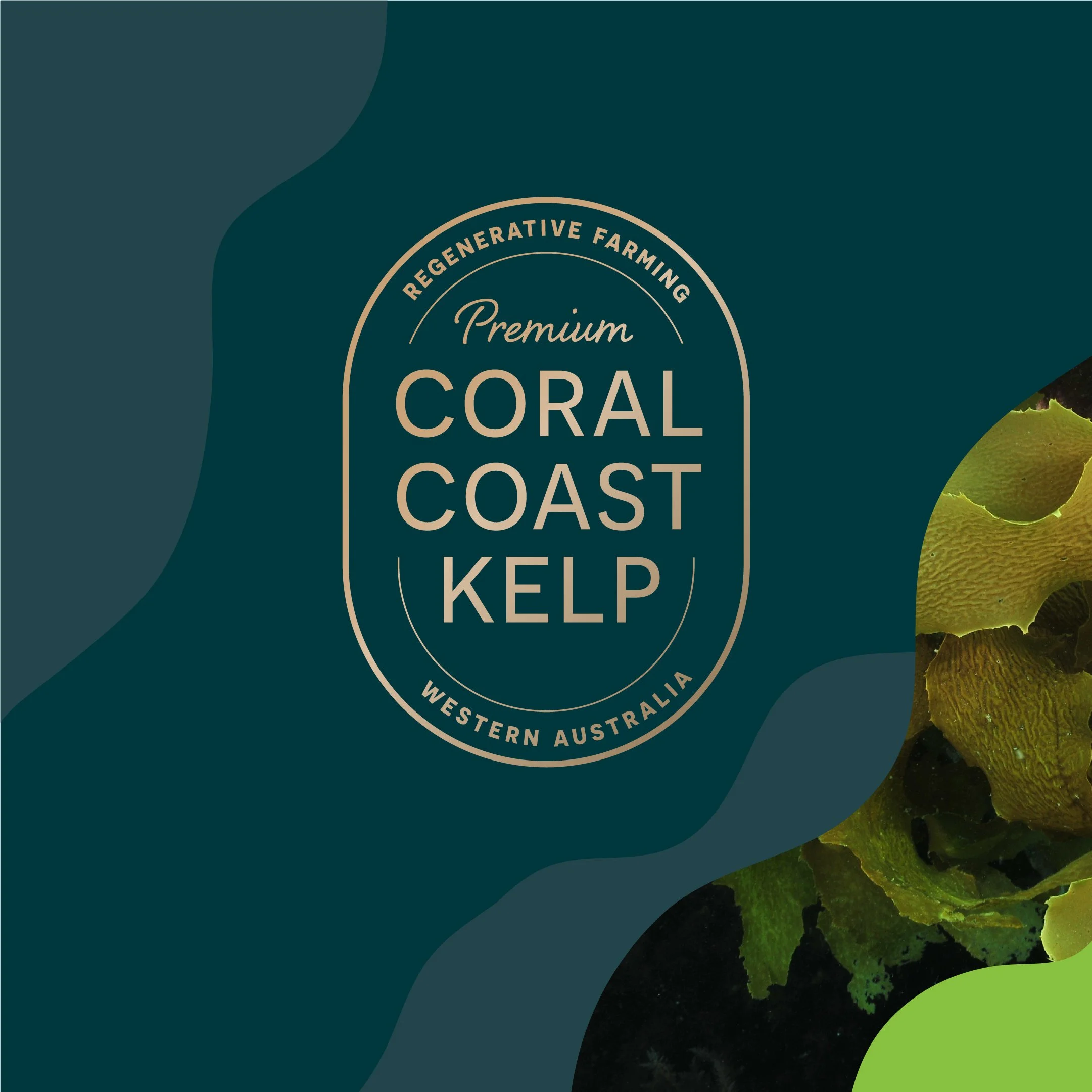 CCK-Social-IG-Post 4@2x-100.jpg