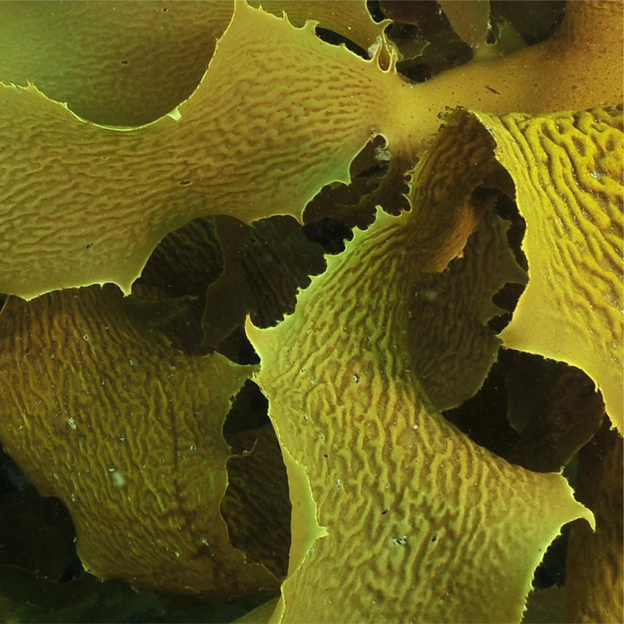 CCK-Social-IG-Post 2@2x-100.jpg