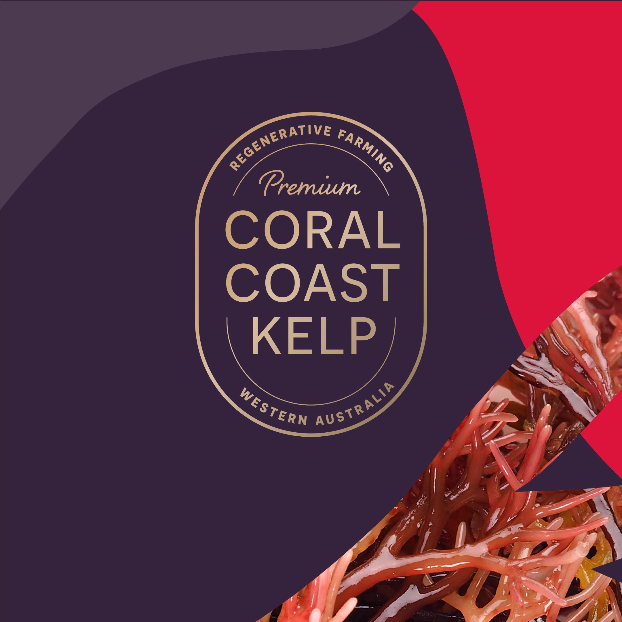 CCK-Social-IG-Post 6@2x-100.jpg