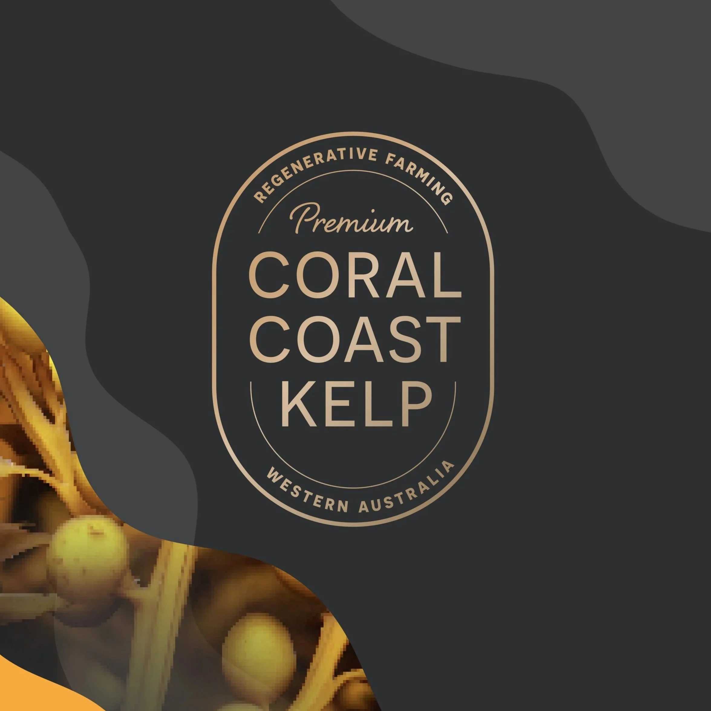 Coral Coast Kelp