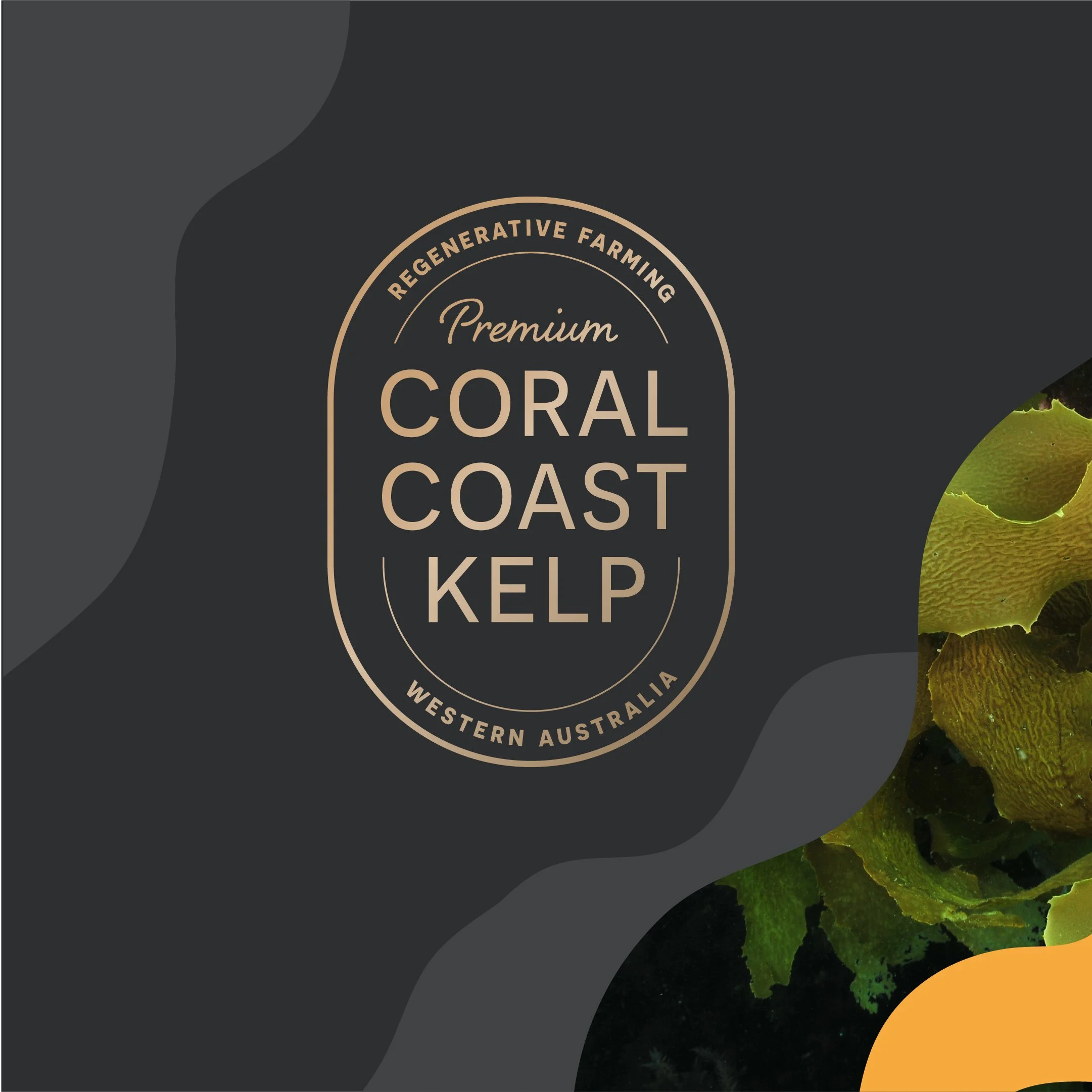 CCK-Social-IG- Post 1@2x-100.jpg