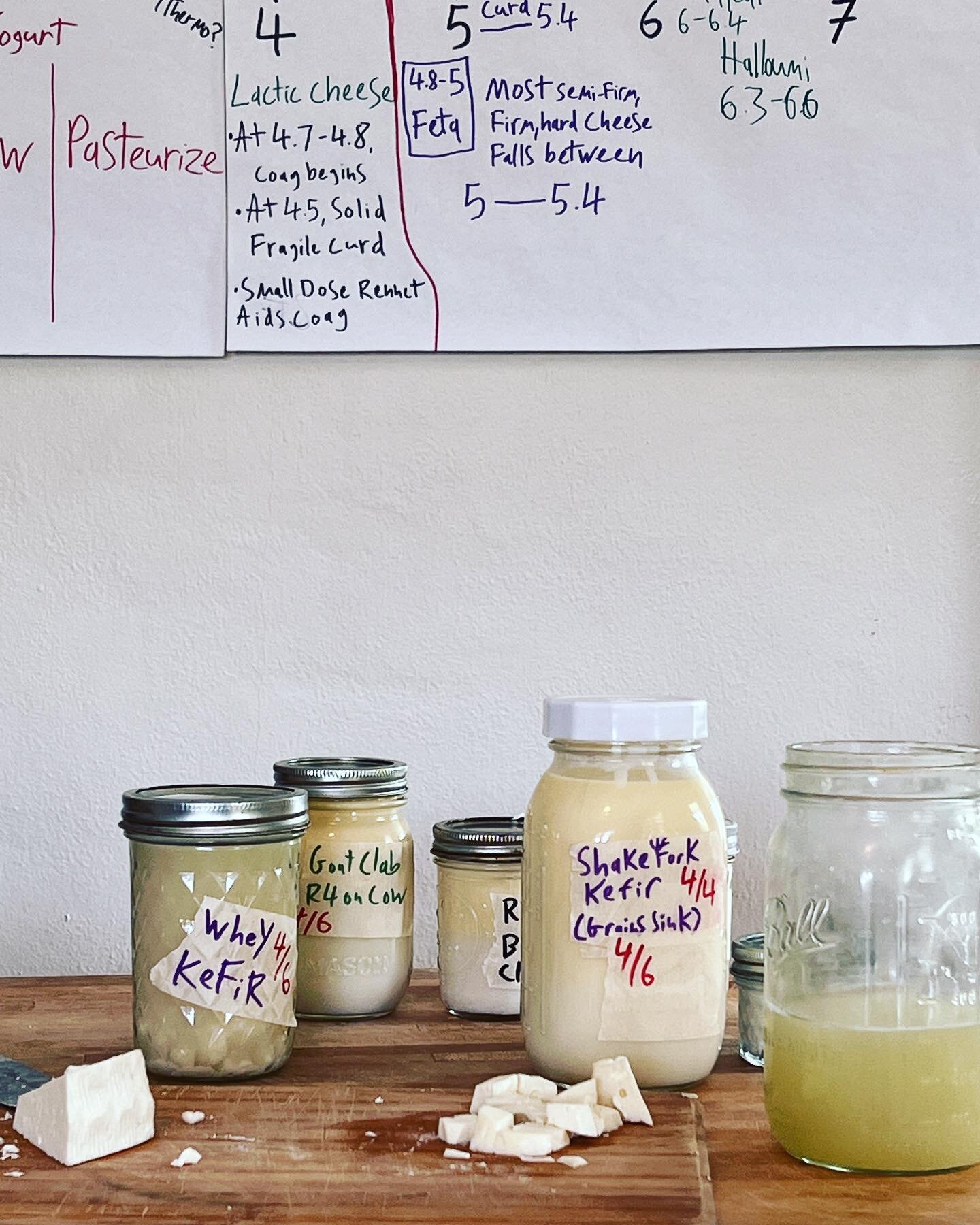 Spending the week with the Milk Trekker at sour milk school learning about microbes and natural cheese making. I&rsquo;m thankful to @backyardterroir for sharing this truly special time with me and to Green Valley farm for hosting the class.  #foodso