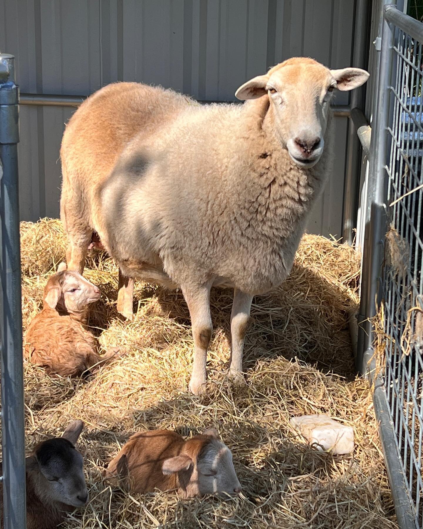 Ewe and lambs doing well. Lucky little lambs got goat milk colostrum from @backyardterroir. Our ewe is such a good mother that she was nursing another ewe&rsquo;s lambs prior to lambing and we were worried that these triplets might not get enough of 