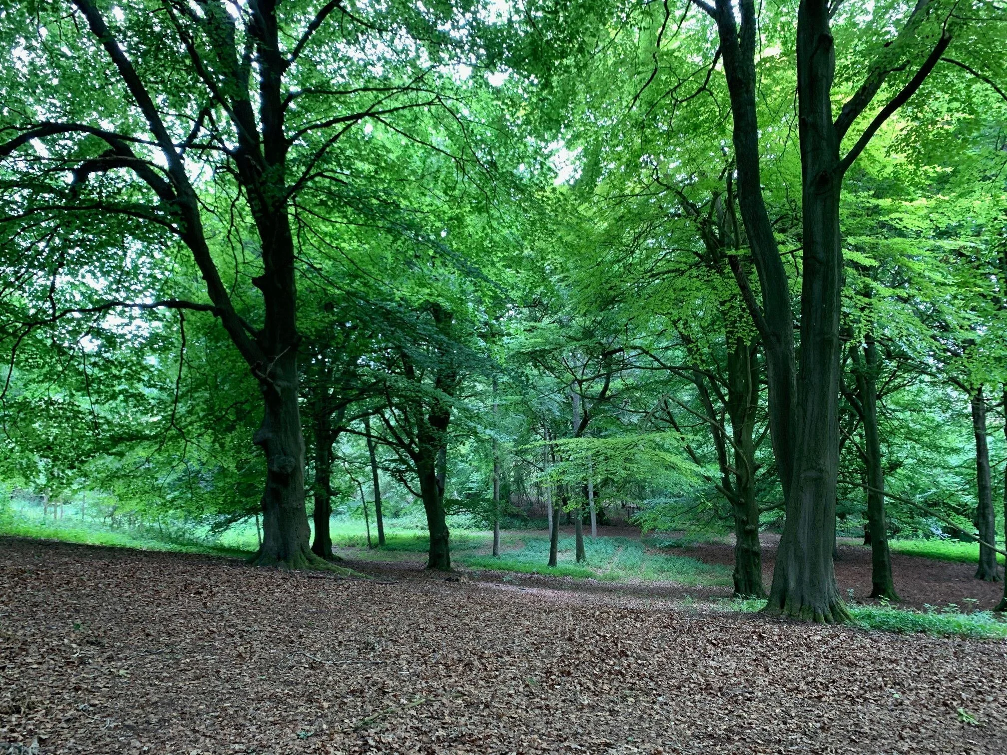 Oxfordshire walks - Chiltern Hills &amp; Warburg Nature Reserve